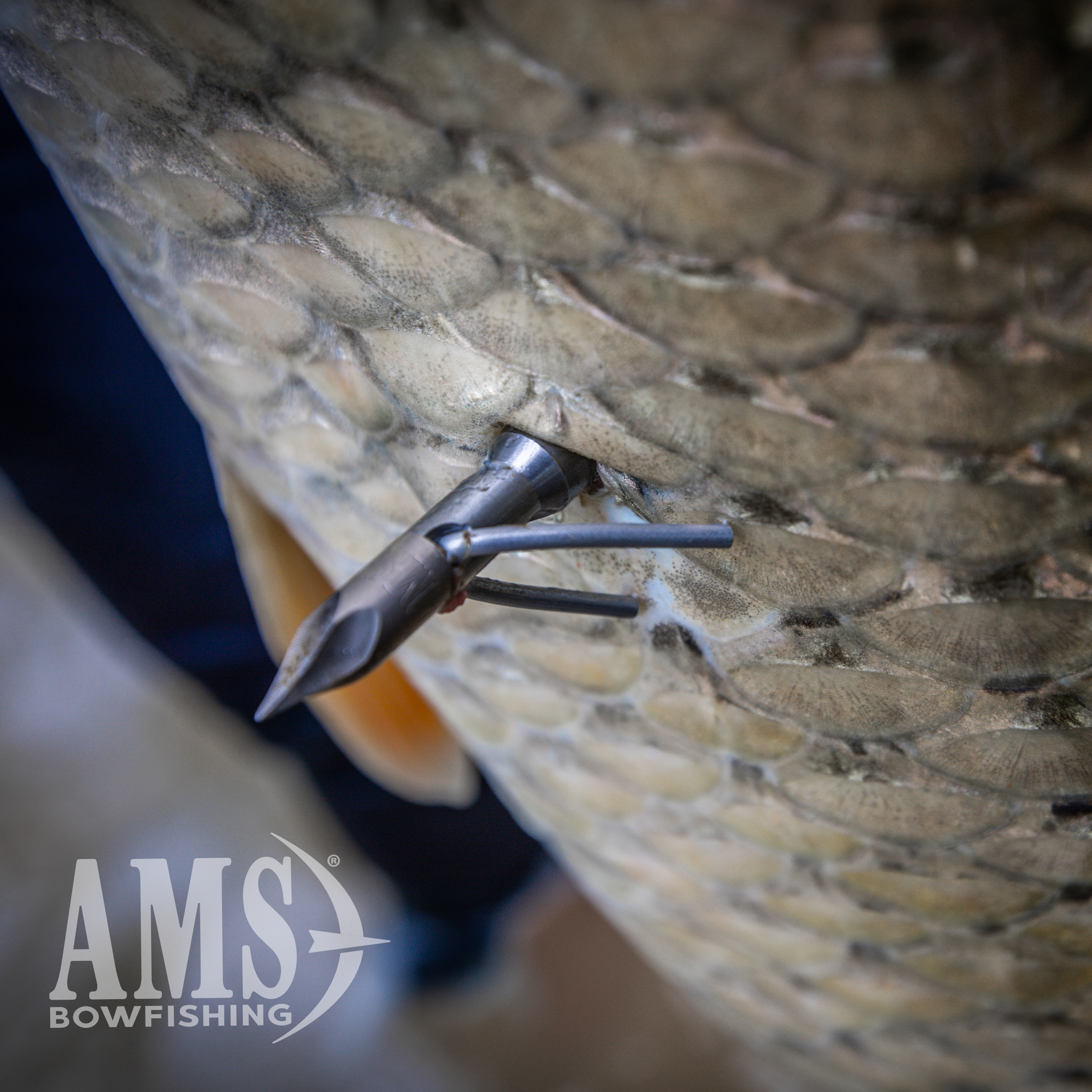 Chaos® FX (Tip-Turn Release) - Image 3